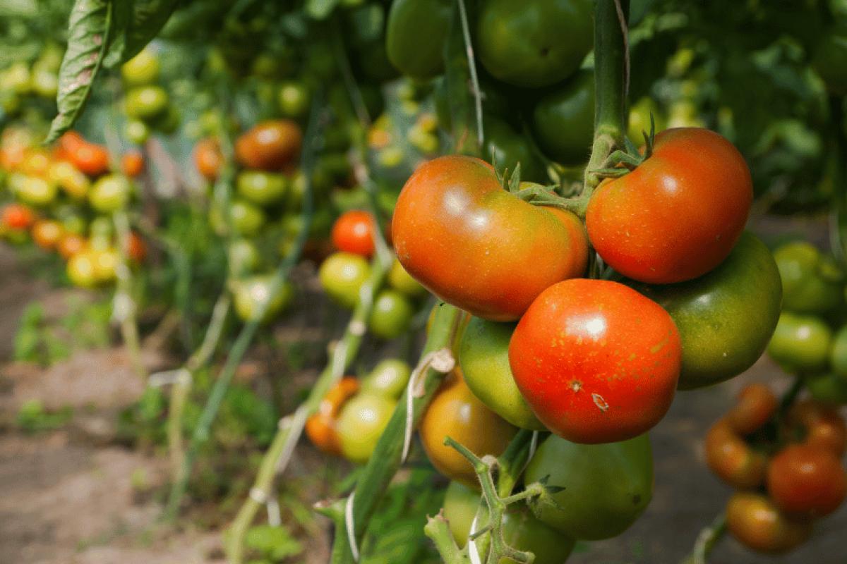 Immagine dell'articolo La Crisi della PAC Post-2027 e i Crediti Natura